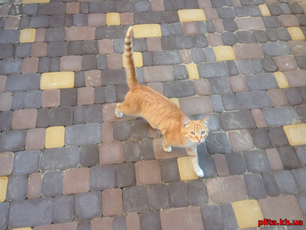 Укладка тротуарной плитки Старый город производство Игуана, кот